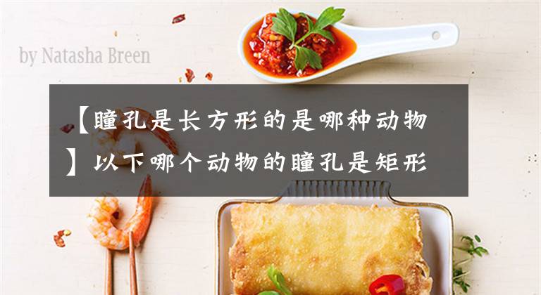 【瞳孔是长方形的是哪种动物】以下哪个动物的瞳孔是矩形的答案,绵羊的瞳孔为什么是矩形的?