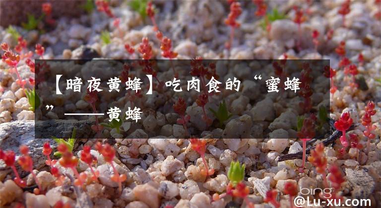 【暗夜黄蜂】吃肉食的“蜜蜂”——黄蜂