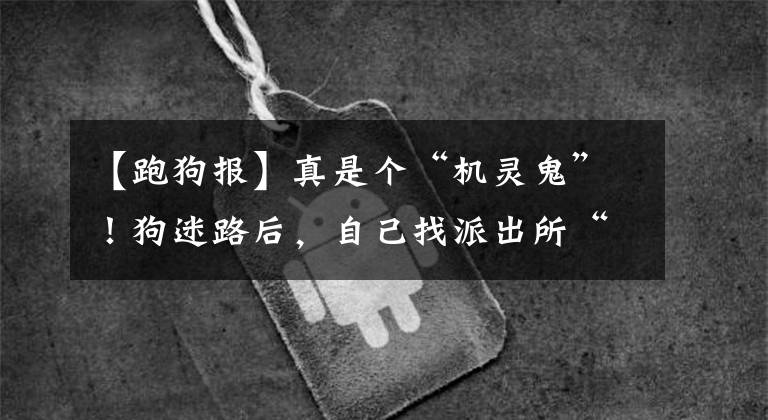 【跑狗报】真是个“机灵鬼”！狗迷路后，自己找派出所“举报”