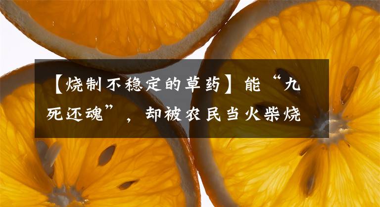【烧制不稳定的草药】能“九死还魂”，却被农民当火柴烧，殊不知价值很珍贵，请珍惜