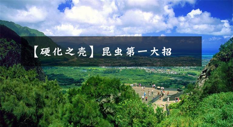 【硬化之壳】昆虫第一大招