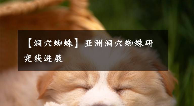 【洞穴蜘蛛】亚洲洞穴蜘蛛研究获进展