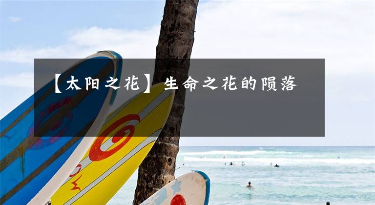 【太阳之花】生命之花的陨落