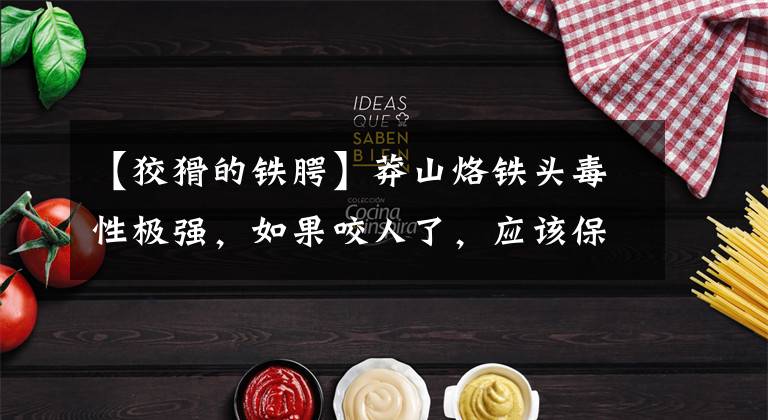 【狡猾的铁腭】莽山烙铁头毒性极强，如果咬人了，应该保护它还是打死它？