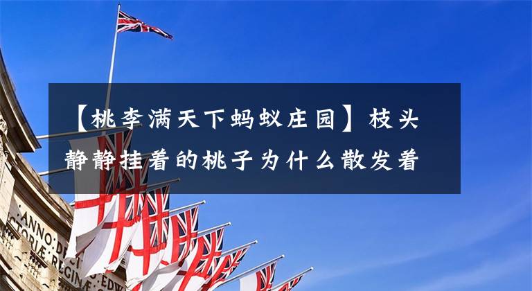 【桃李满天下蚂蚁庄园】枝头静静挂着的桃子为什么散发着香气?
