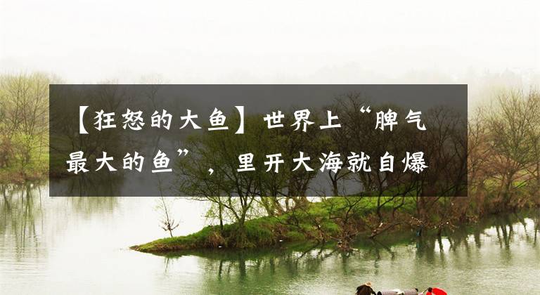 【狂怒的大鱼】世界上“脾气最大的鱼”，里开大海就自爆，至今都无法活体打捞