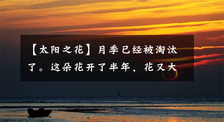 【太阳之花】月季已经被淘汰了。这朵花开了半年，花又大又华丽，比牡丹美三分