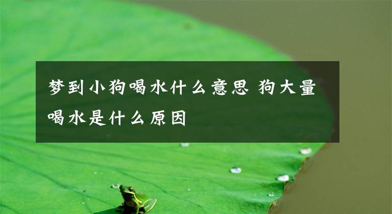 梦到小狗喝水什么意思 狗大量喝水是什么原因