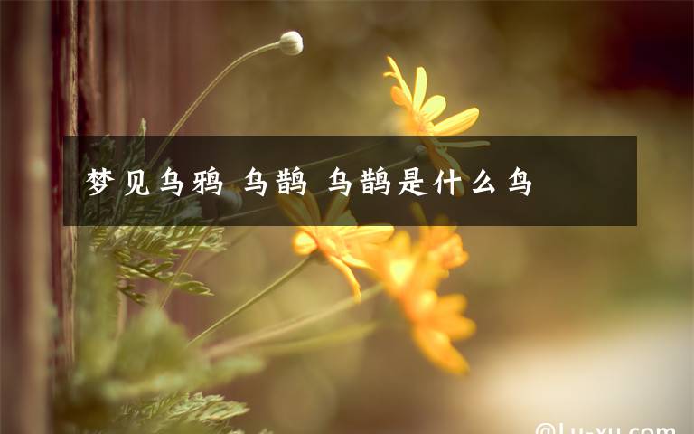 梦见乌鸦 乌鹊 乌鹊是什么鸟