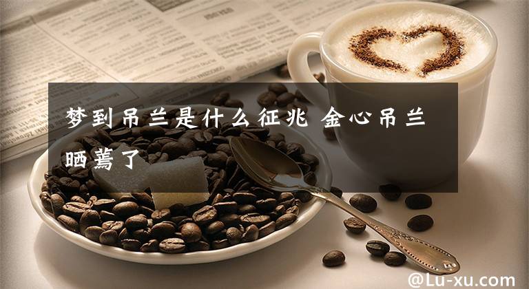 梦到吊兰是什么征兆 金心吊兰晒蔫了