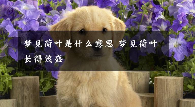 梦见荷叶是什么意思 梦见荷叶长得茂盛