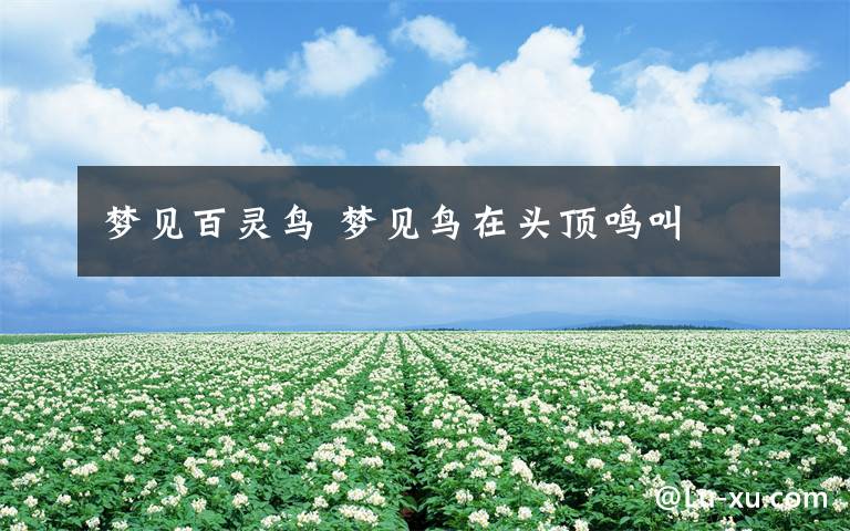梦见百灵鸟 梦见鸟在头顶鸣叫