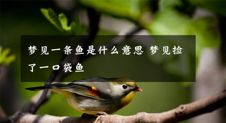 梦见一条鱼是什么意思 梦见捡了一口袋鱼
