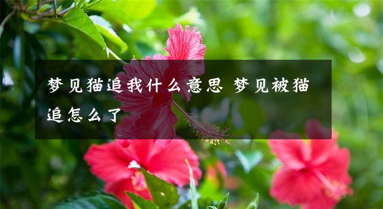 梦见猫追我什么意思 梦见被猫追怎么了