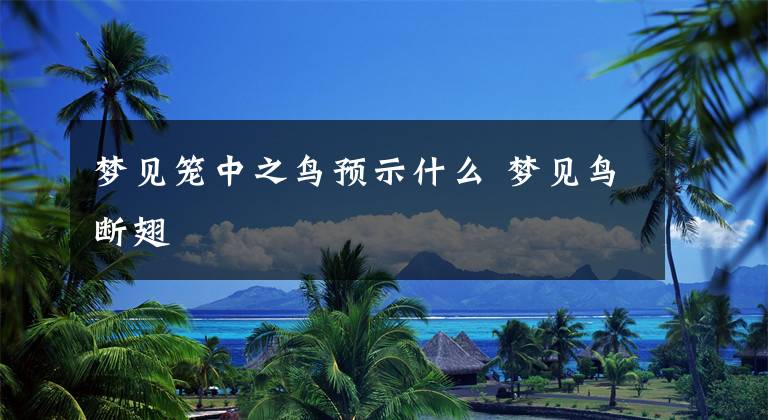 梦见笼中之鸟预示什么 梦见鸟断翅