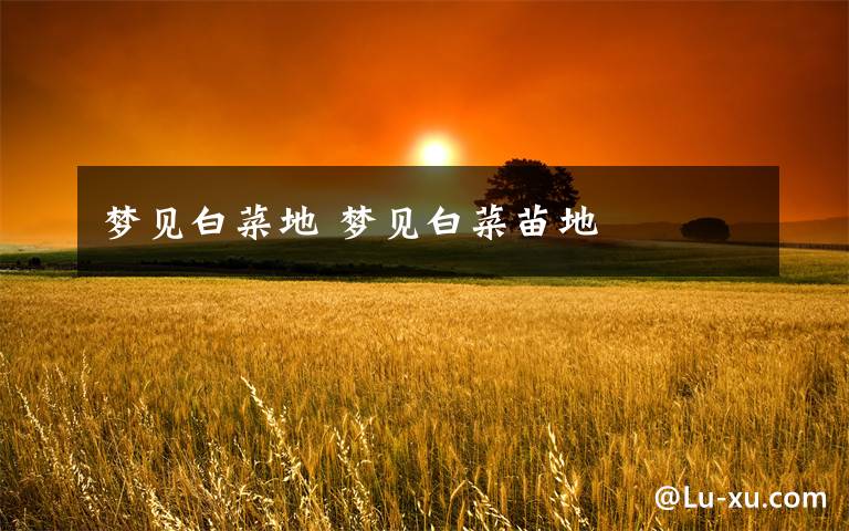 梦见白菜地 梦见白菜苗地