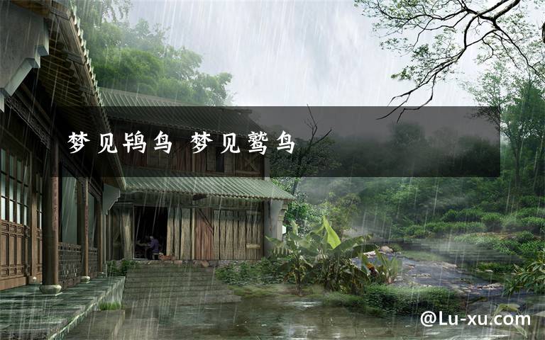 梦见鸨鸟 梦见鹫鸟