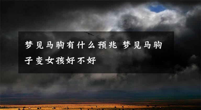 梦见马驹有什么预兆 梦见马驹子变女孩好不好