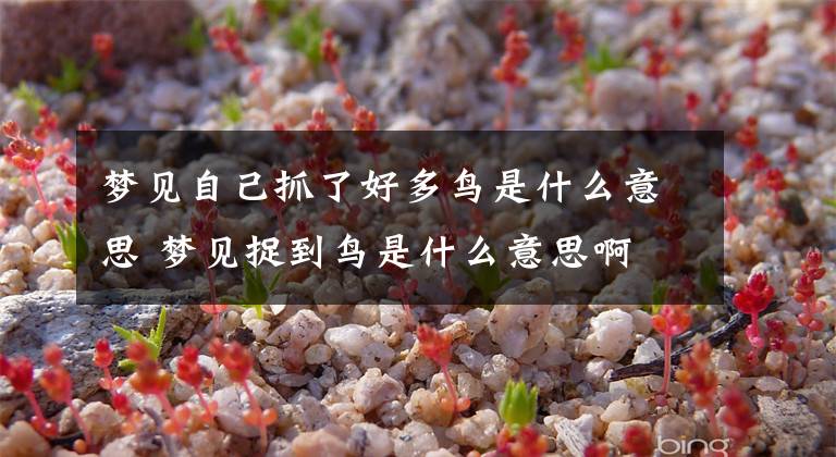 梦见自己抓了好多鸟是什么意思 梦见捉到鸟是什么意思啊