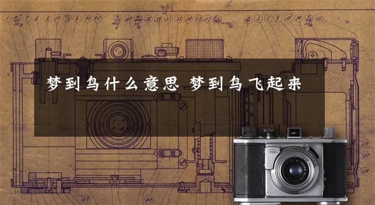 梦到鸟什么意思 梦到鸟飞起来