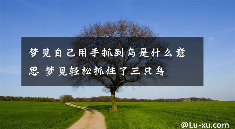 梦见自己用手抓到鸟是什么意思 梦见轻松抓住了三只鸟