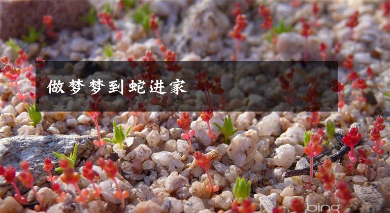 做梦梦到蛇进家