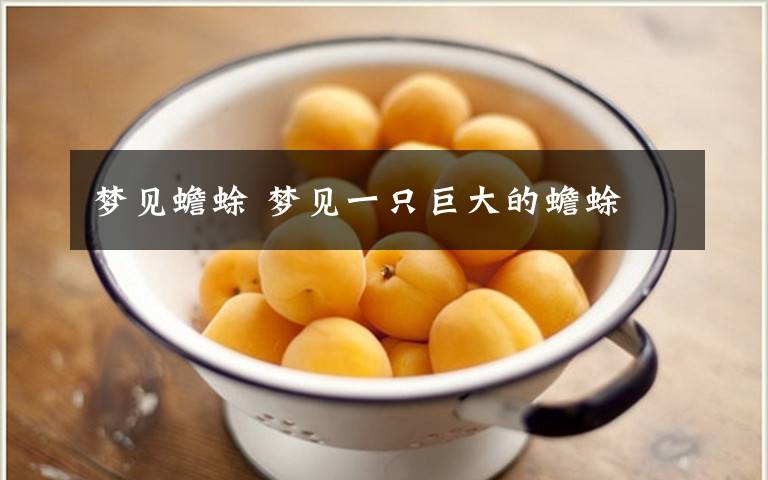 梦见蟾蜍 梦见一只巨大的蟾蜍