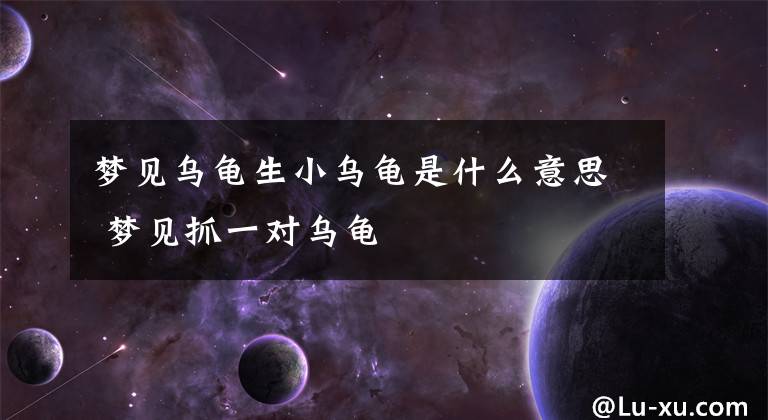 梦见乌龟生小乌龟是什么意思 梦见抓一对乌龟