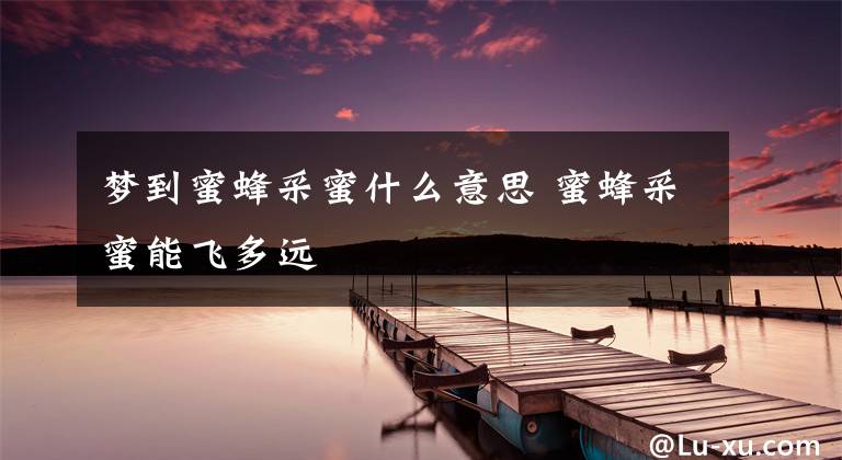 梦到蜜蜂采蜜什么意思 蜜蜂采蜜能飞多远
