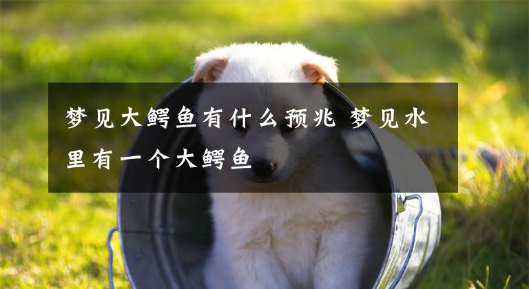 梦见大鳄鱼有什么预兆 梦见水里有一个大鳄鱼