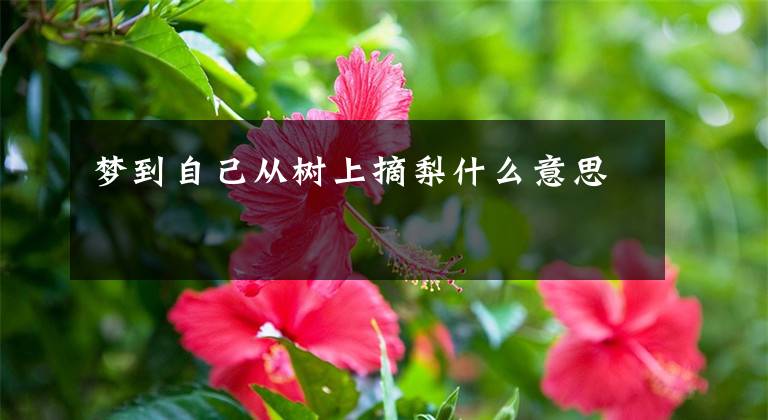 梦到自己从树上摘梨什么意思