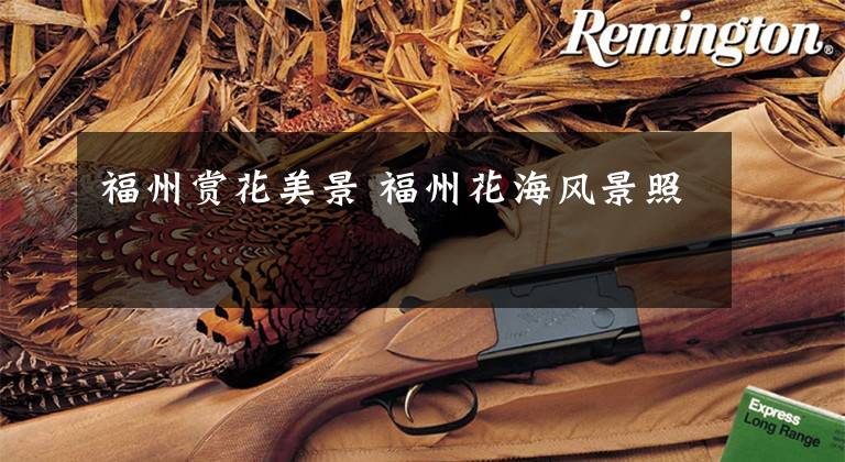 福州赏花美景 福州花海风景照