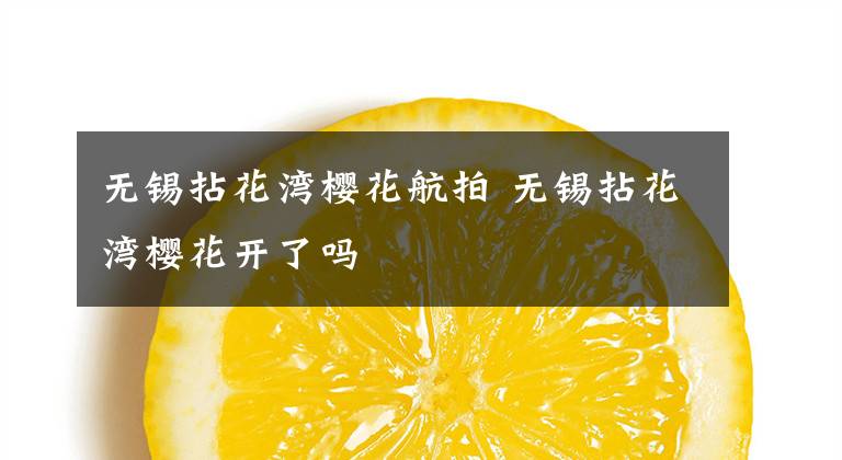 无锡拈花湾樱花航拍 无锡拈花湾樱花开了吗