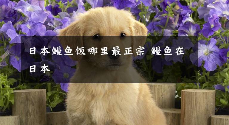 日本鳗鱼饭哪里最正宗 鳗鱼在日本