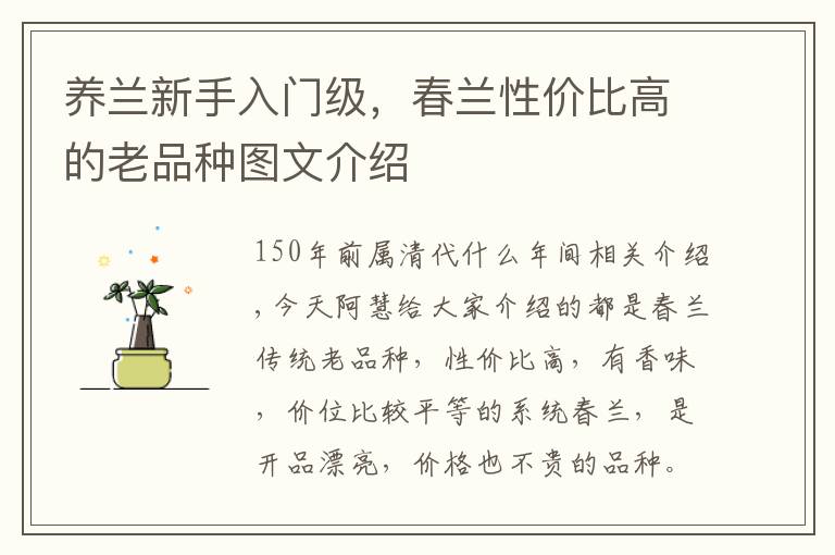 养兰新手入门级,春兰性价比高的老品种图文介绍