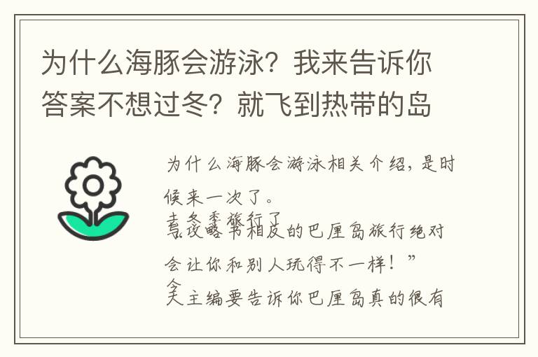 为什么海豚会游泳?我来告诉你答案不想过冬?就飞到热带的岛屿和海豚一起游泳吧