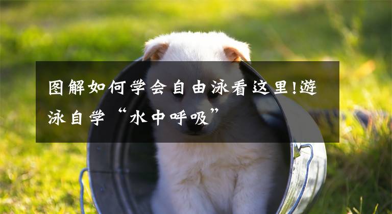 图解如何学会自由泳看这里!游泳自学“水中呼吸”