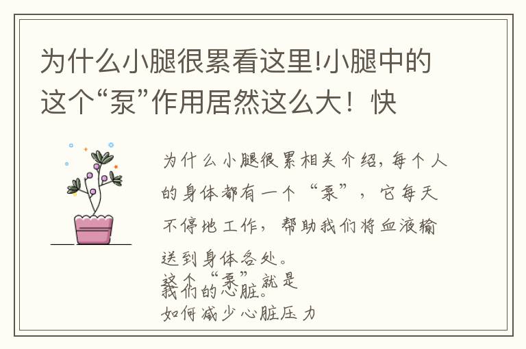 为什么小腿很累看这里!小腿中的这个“泵”作用居然这么大!快来学习下锻炼它的方法吧!