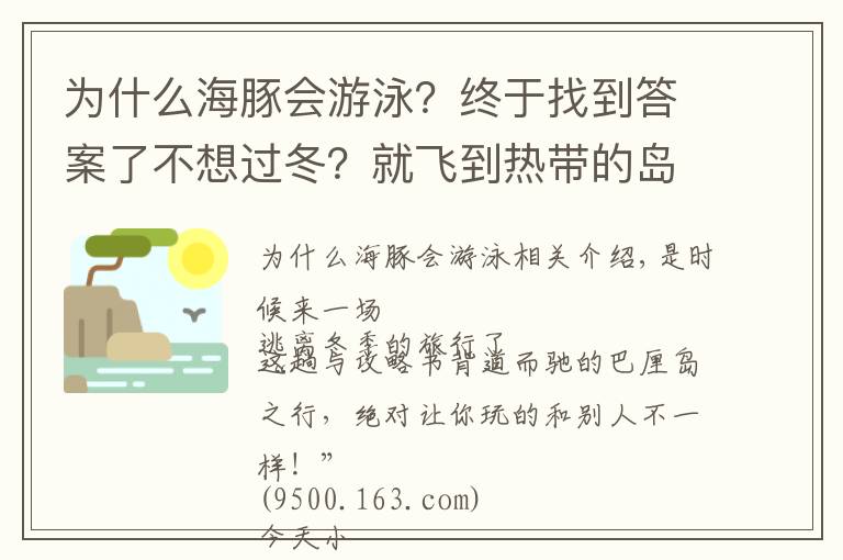 为什么海豚会游泳?终于找到答案了不想过冬?就飞到热带的岛屿和海豚一起游泳吧
