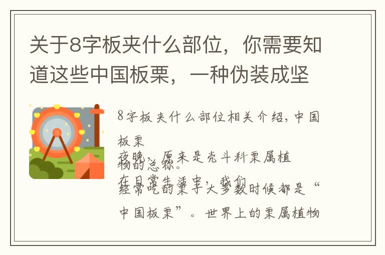 关于8字板夹什么部位，你需要知道这些中国板栗，一种伪装成坚果的粮食