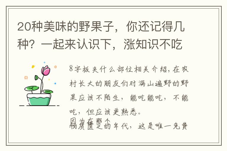 20种美味的野果子,你还记得几种?一起来认识下,涨知识不吃亏