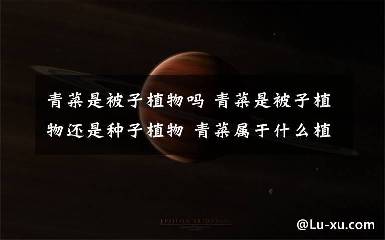 青菜是被子植物吗 青菜是被子植物还是种子植物 青菜属于什么植物