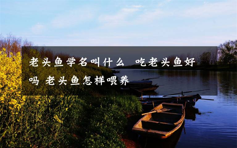 老头鱼学名叫什么 吃老头鱼好吗 老头鱼怎样喂养
