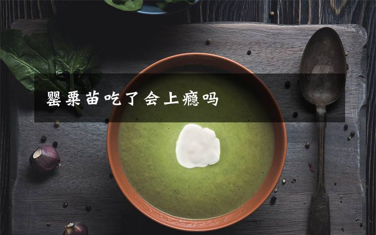 罂粟苗吃了会上瘾吗