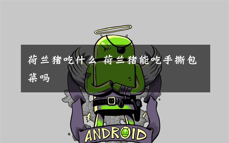 荷兰猪吃什么 荷兰猪能吃手撕包菜吗