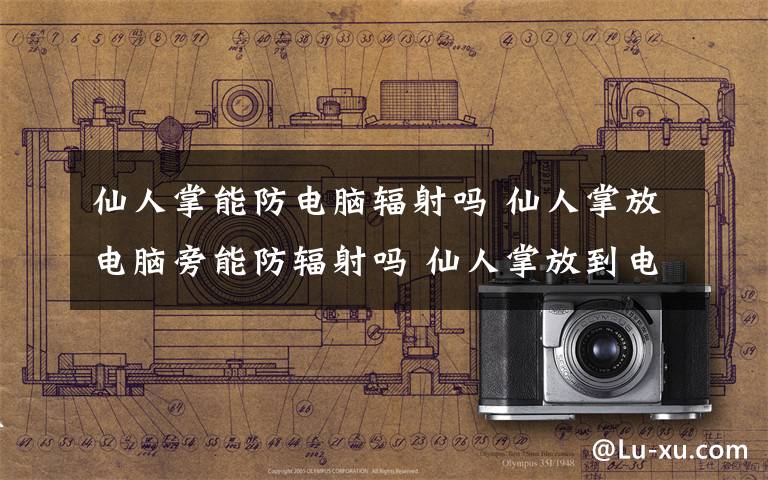 仙人掌能防电脑辐射吗 仙人掌放电脑旁能防辐射吗 仙人掌放到电脑旁边防辐射