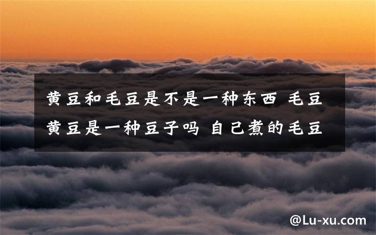 黄豆和毛豆是不是一种东西 毛豆黄豆是一种豆子吗 自己煮的毛豆有营养吗