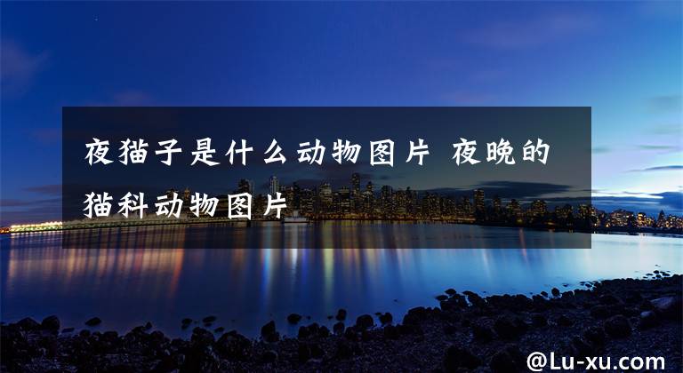 夜猫子是什么动物图片 夜晚的猫科动物图片