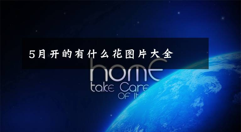 5月开的有什么花图片大全