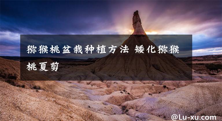 猕猴桃盆栽种植方法 矮化猕猴桃夏剪